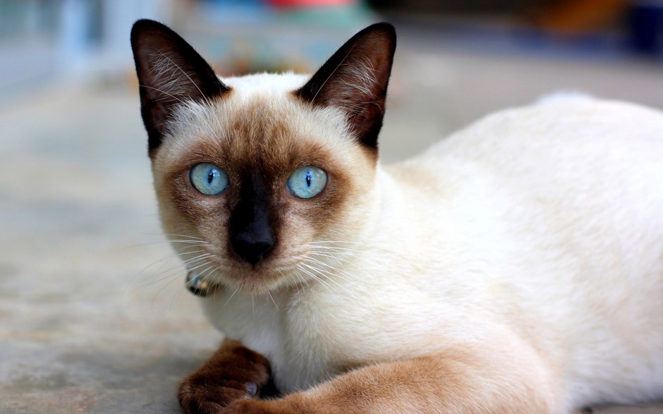 点击大图看下一张：世界著名的暹罗猫图片大全