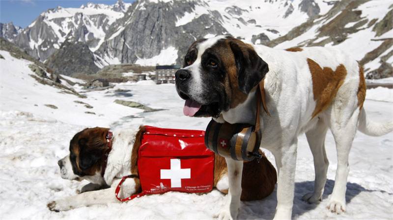点击大图看下一张：圣伯纳犬雪地救援的图片