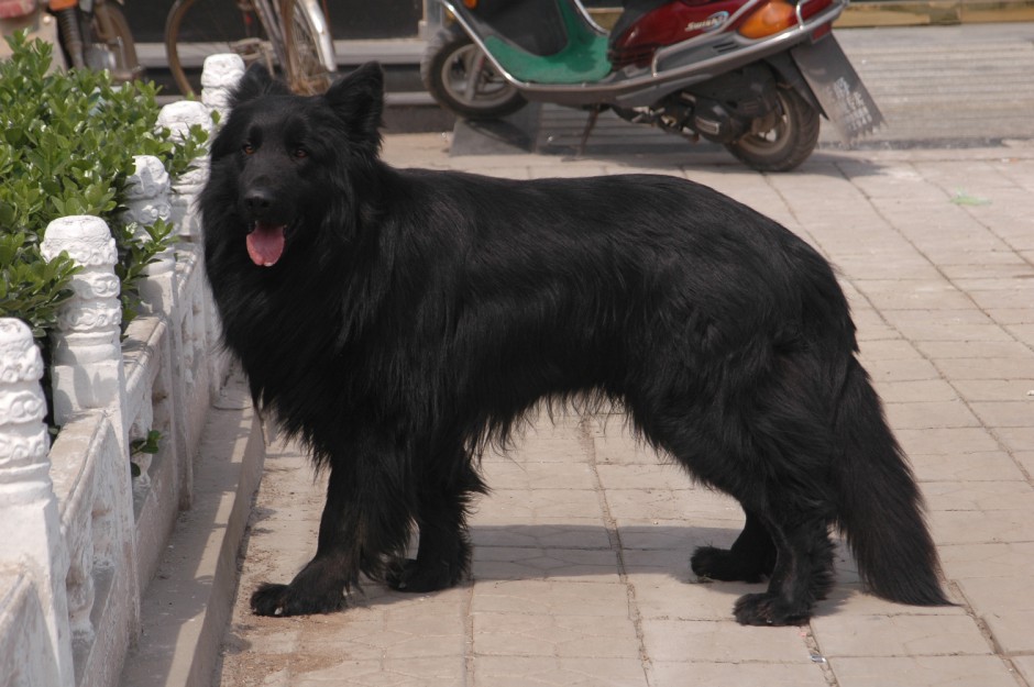 点击大图看下一张：温驯忠实的中国黑熊犬图片