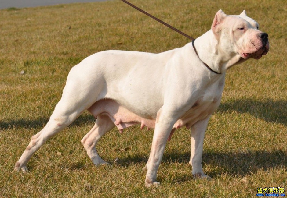 点击大图看下一张：白色杜高犬狗狗怀孕图片