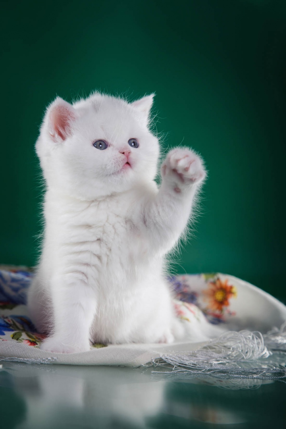 点击大图看下一张：呆萌可爱的蓝眼白猫图片