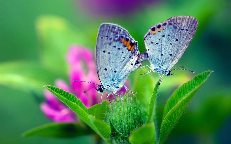 点击大图看下一张：生动精灵蝴蝶唯美高清拍摄