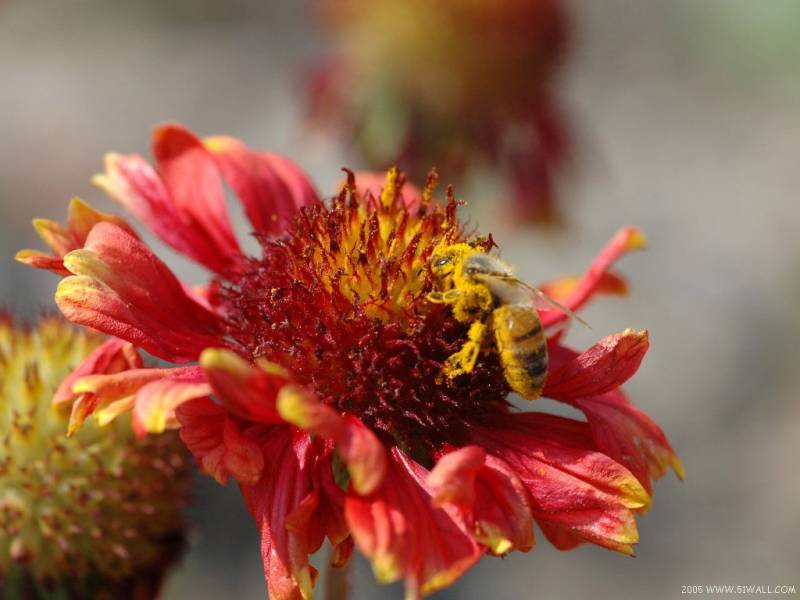 点击大图看下一张：花丛中的蜜蜂忙碌身影精美摄影作品