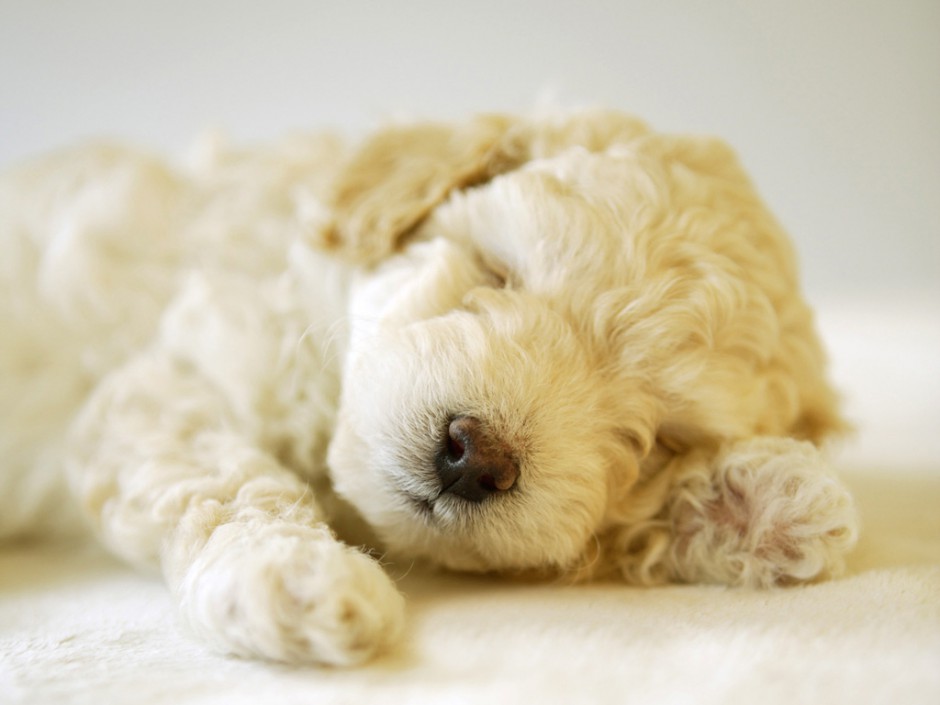 点击大图看下一张：买萌小白狗图片 沉睡的白色贵宾犬