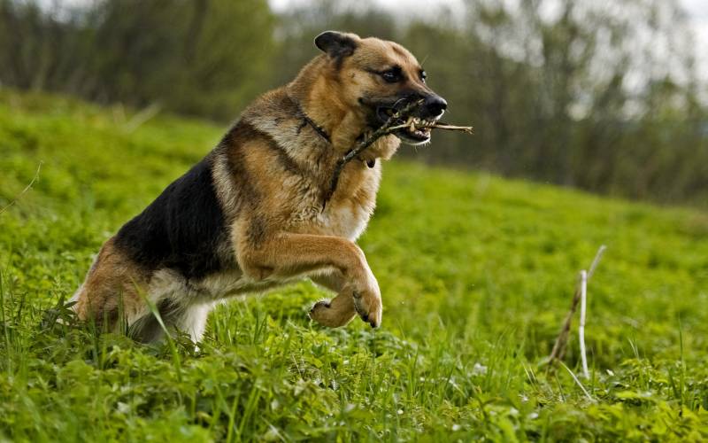点击大图看下一张：凶猛霸气的德国牧羊犬图片
