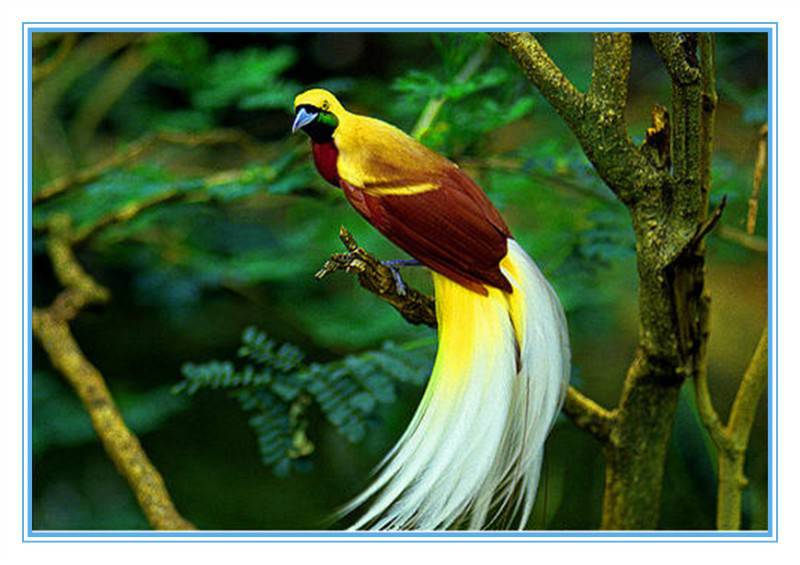 点击大图看下一张：美丽的红羽天堂鸟图片