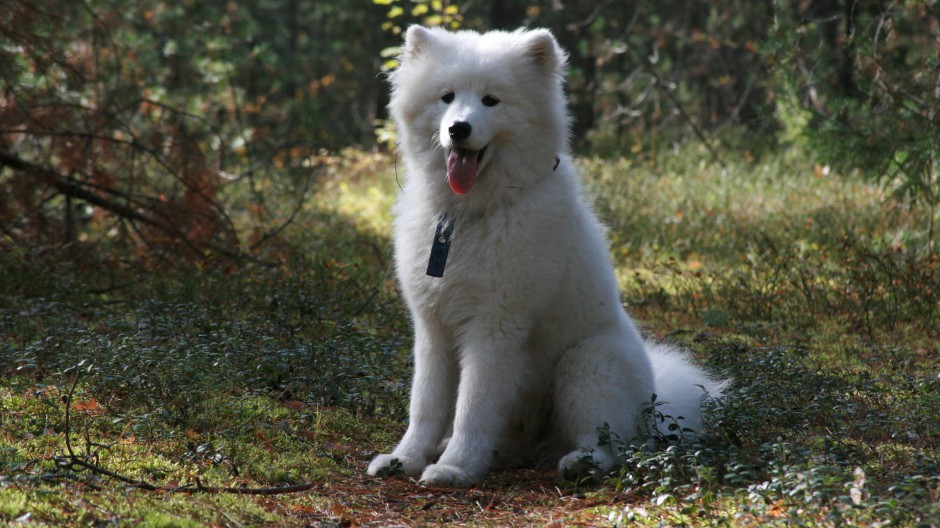 点击大图看下一张：可爱漂亮的纯种萨摩耶犬图片