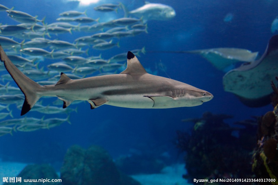 点击大图看下一张：水族馆内的观赏小鲨鱼图片