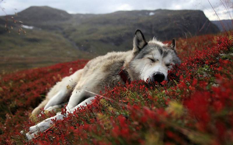 点击大图看下一张：阿拉斯加雪橇犬林间欢乐玩耍精美图片