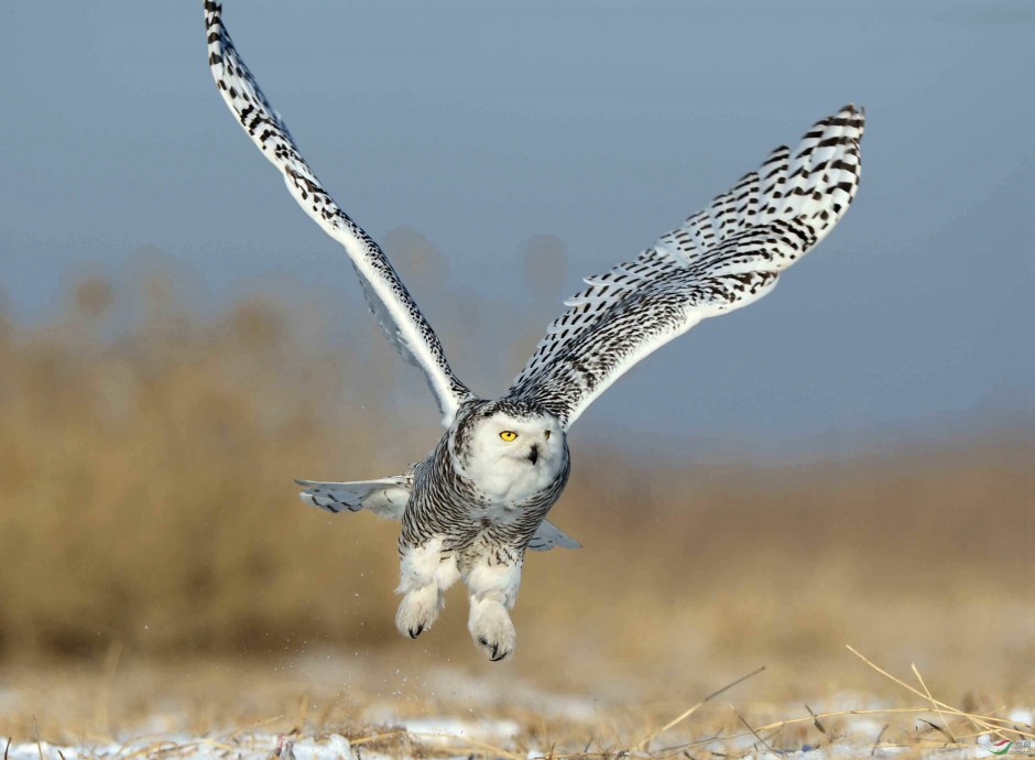 点击大图看下一张：展翅高飞的纯白色雪鸮图片