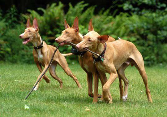 点击大图看下一张：群猎犬法老王猎犬图片