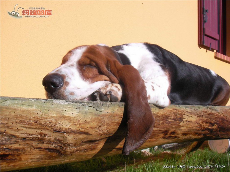 点击大图看下一张：纯种巴吉度犬慵懒睡觉特写图片