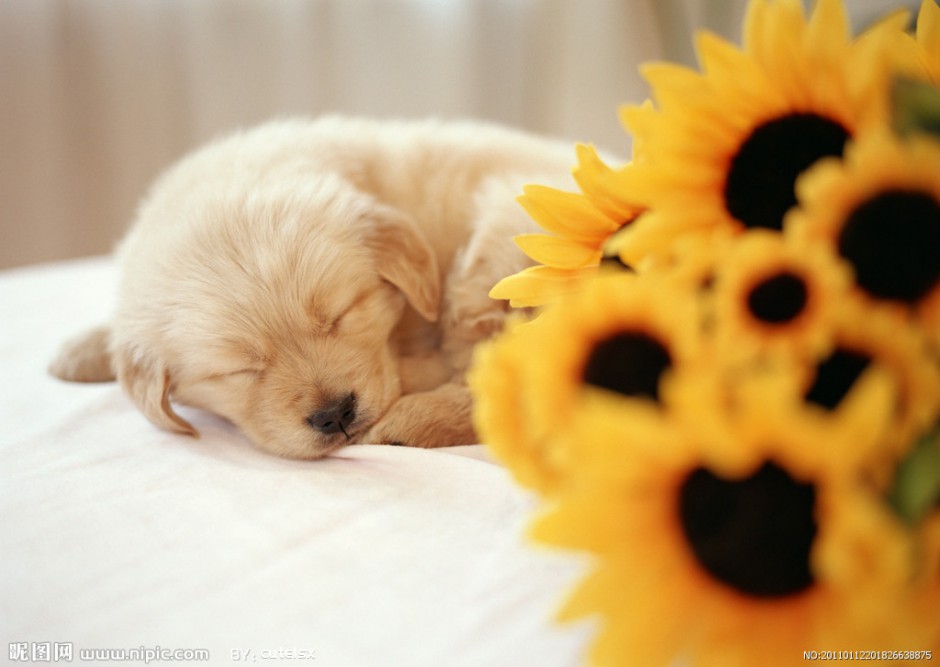 点击大图看下一张：金毛寻回犬幼犬睡觉可爱图片