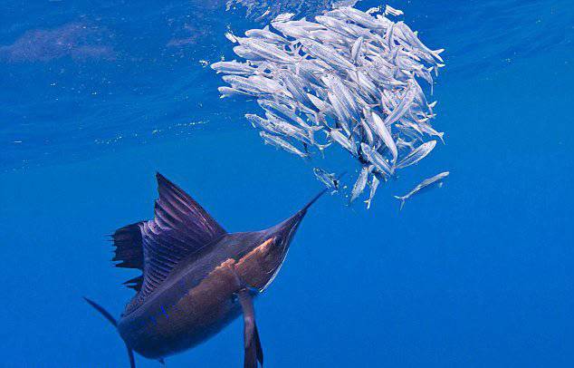 点击大图看下一张：游速最快的鱼类旗鱼的图片