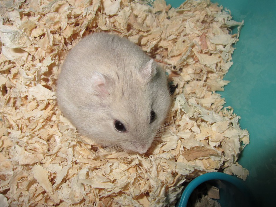 点击大图看下一张:可爱成年奶茶仓鼠图片大全