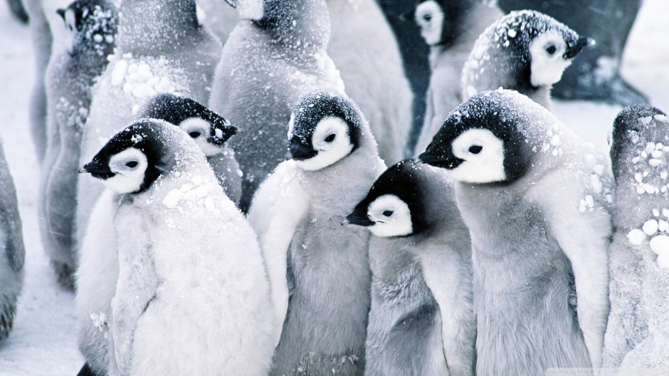 点击大图看下一张：超可爱的南极小企鹅图片