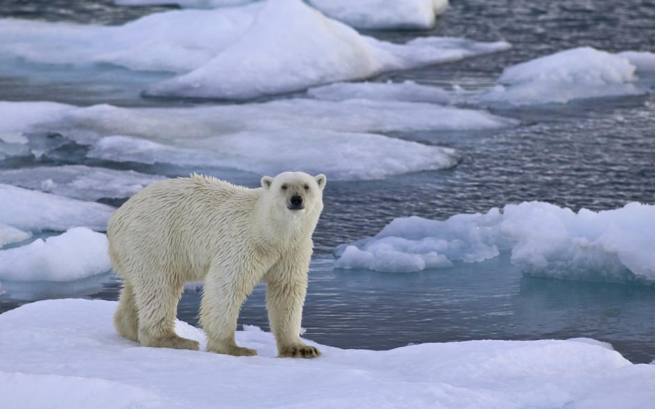 点击大图看下一张：高大壮实的可爱北极熊图片