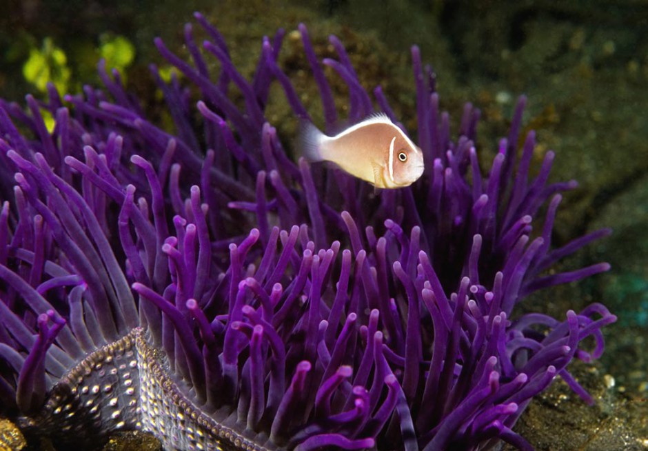 点击大图看下一张：澳洲小丑鱼海底畅游图片