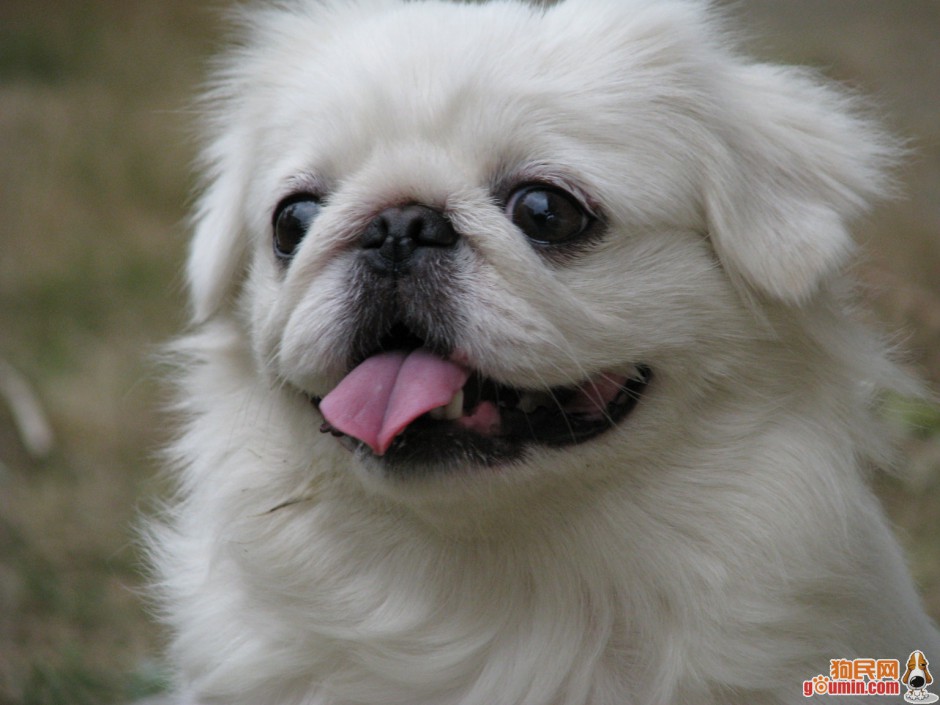 点击大图看下一张：乖巧的京巴犬吐舌图片