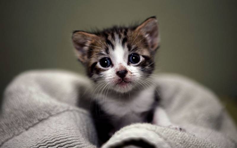 点击大图看下一张：超可爱灵气的小猫咪图片