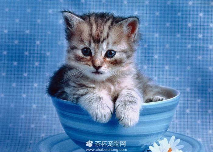 点击大图看下一张：可爱茶杯猫蓝色背景图片大全