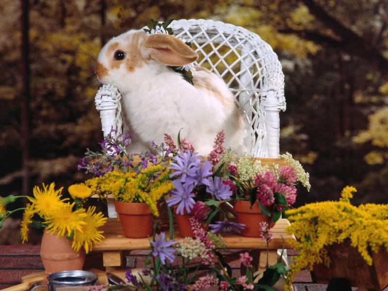 点击大图看下一张：可爱的兔子唯美图片