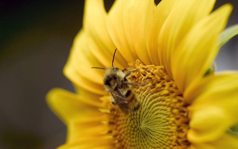 点击大图看下一张：蜜蜂与花桌面高清壁纸