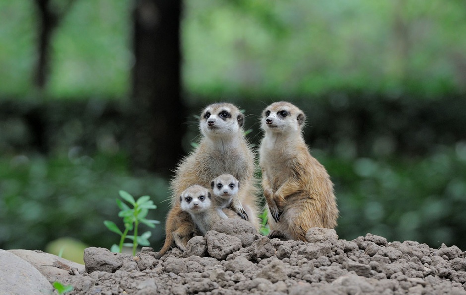 点击大图看下一张：长相可爱呆萌的非洲猫鼬家族图片