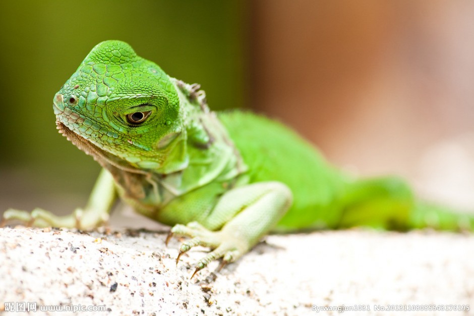 点击大图看下一张：色彩艳丽的冷血动物绿蜥蜴图片