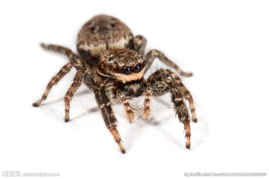 点击大图看下一张：宠物蜘蛛微距高清图片