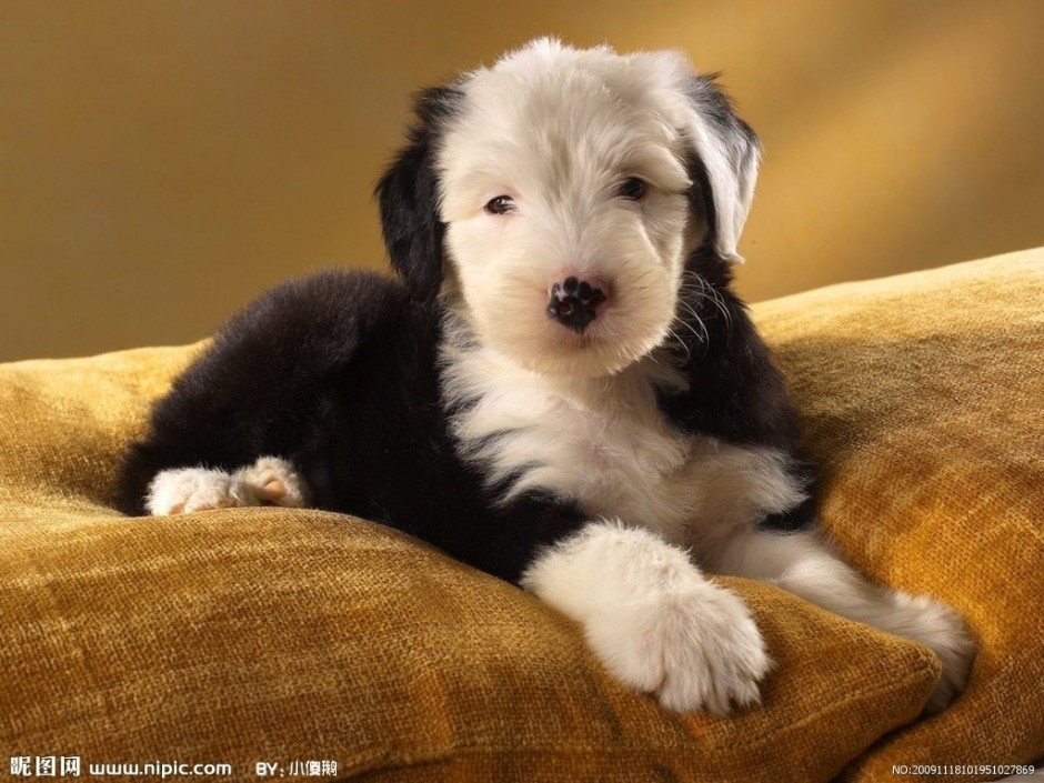 点击大图看下一张：三个月大的可爱小巧古牧犬图片