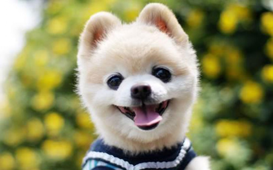 点击大图看下一张：微笑的日本俊介犬图片