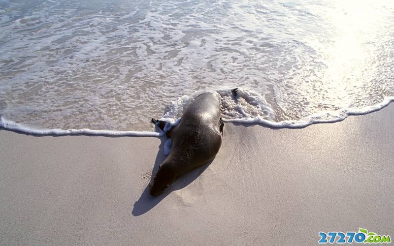 点击大图看下一张：动物特写 可爱的小海豹