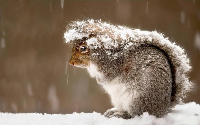 点击大图看下一张：呆萌可爱的雪地松鼠图片