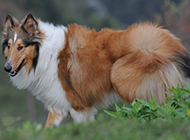 有灵性的纯种苏格兰牧羊犬图片