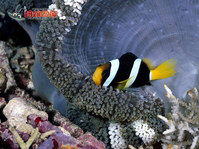 点击大图看下一张：外貌可爱的小丑鱼壁纸