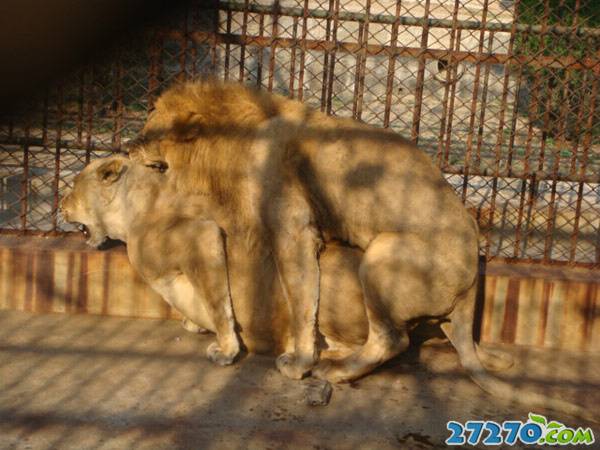 点击大图看下一张：笼中的狮子王的活动