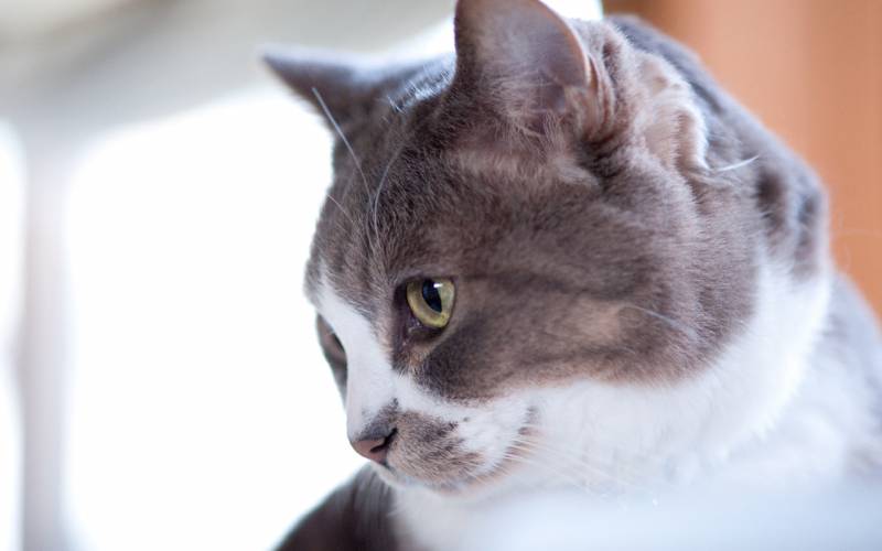 点击大图看下一张:懒散而优雅的猫咪高清桌面壁纸