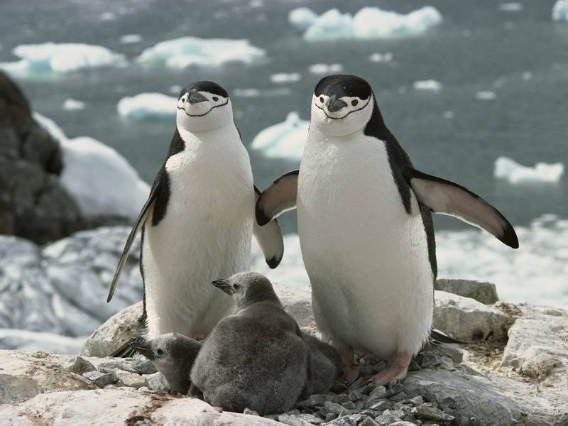 点击大图看下一张：企鹅雪狐野生动物图片合集