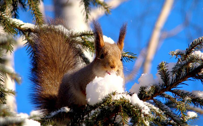 点击大图看下一张：冬季机灵身手敏捷的松鼠高清图片