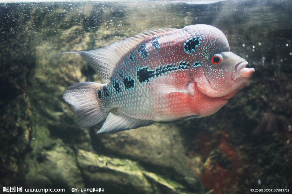 点击大图看下一张：花罗汉鱼色彩斑斓图片