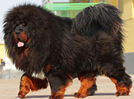 西藏獒犬体态慵懒图片