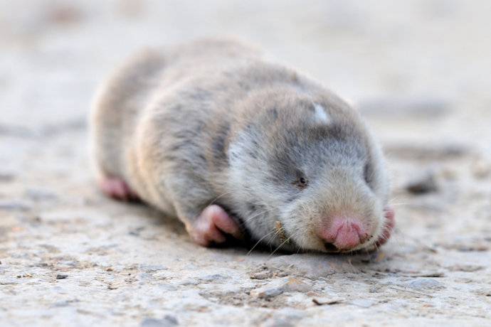 点击大图看下一张：草原鼢鼠慵懒姿态图片