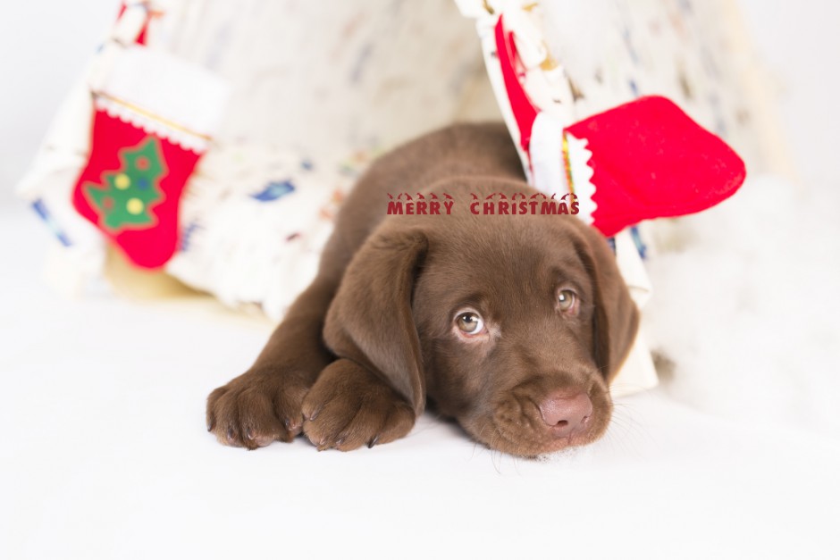 点击大图看下一张：可爱拉布拉多犬圣诞主题摄影图片