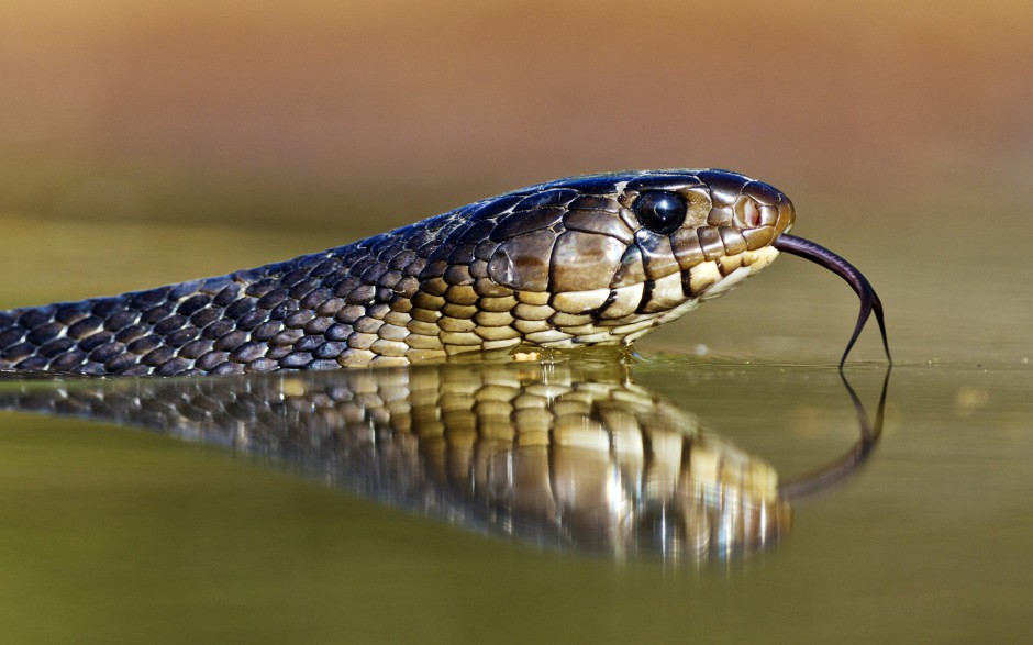点击大图看下一张：野外最恐怖的蛇高清图片