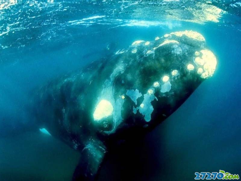 点击大图看下一张：海洋动物 巨型鲸鱼