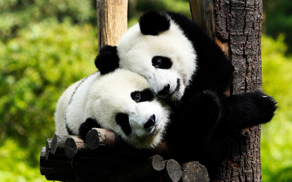 点击大图看下一张：国宝熊猫图片素材可爱憨厚