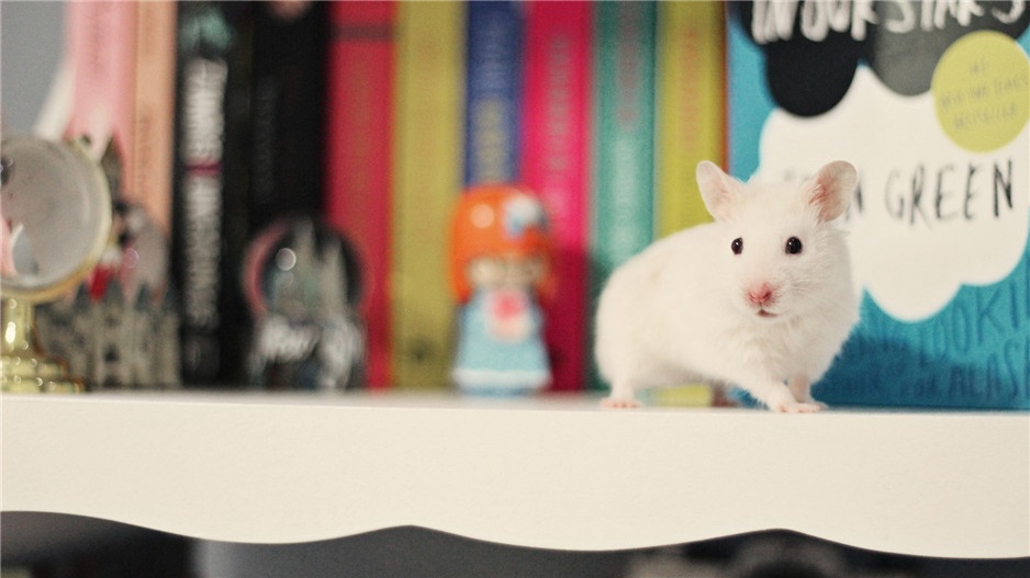 点击大图看下一张：可爱的萌宠小白鼠图片