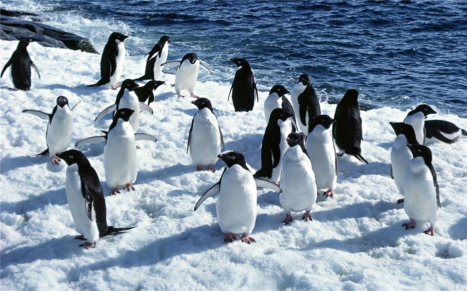 点击大图看下一张：憨态可掬的南极企鹅图片欣赏