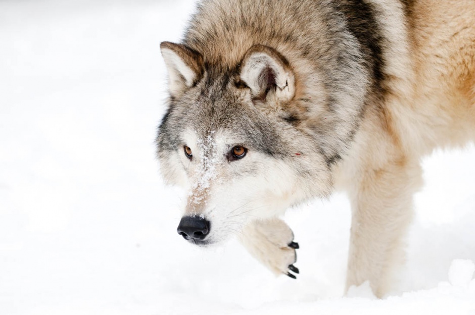 点击大图看下一张：雪地里的西伯利亚狼图片